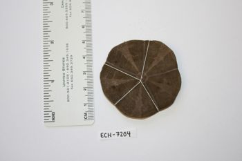Media type: image;   Invertebrate Zoology ECH-7204 Description: Preserved specimen.;